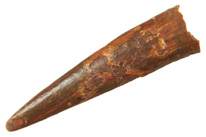 Fossil Pterosaur (Siroccopteryx) Tooth - Morocco #298578